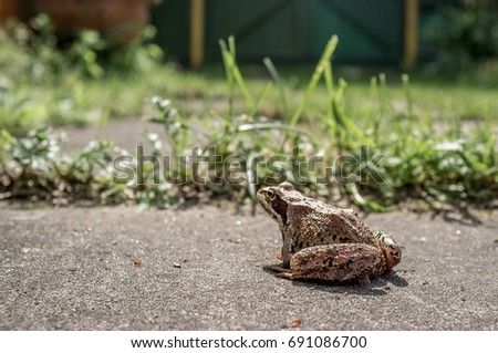 The frog sits on the asphalt