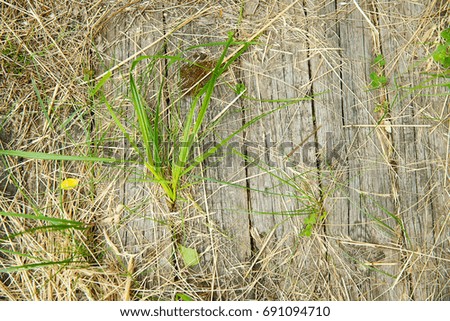 Straw and clusters of clover on the old wooden floor.  Background. Texture. Pattern.