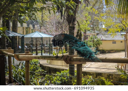 Pictures from animals, Lisbon ZOO, sunny day
