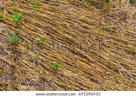 Summer. Sunny day. Harvesting of winter wheat. In the picture, there are a lot of spikelets and straw on the ground. Horizontal frame. Ukraine. Kiev