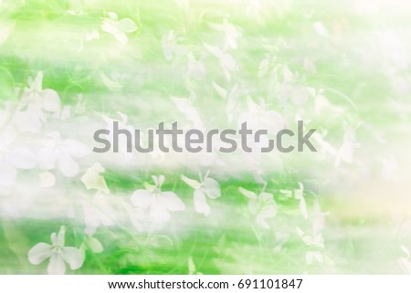 Natural green and white bright blur background of sunny summer flowers