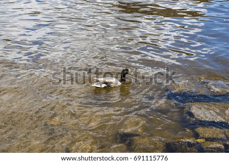 Birds and animals in wildlife. Funny mallard duck swims in lake or river with blue water.
