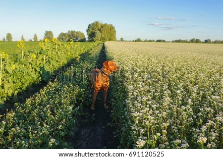 Beautiful dog rhodesian ridgeback outdoors on a field.