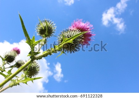 Thistle against the blue sky and white clouds