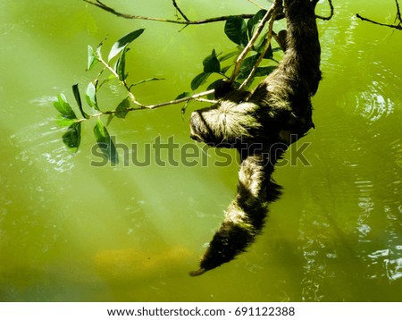 Costa Rica sloth