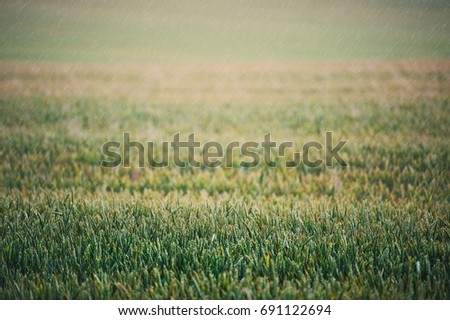 Detail of the summer field in the rain. Agriculture picture, wheat growing. Fresh raindrops falling down. Place for your text.