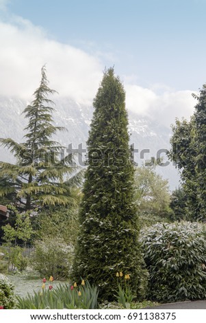 Landscape in Wilderswil Junfrau region Berner Oberland Switzerland