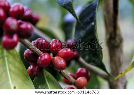 Red coffee beans ready to harvest in a tree