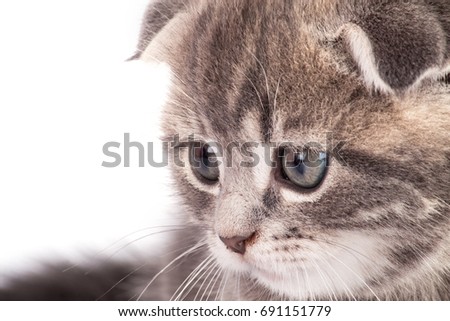 Portrait cat isolated on white background. Pets