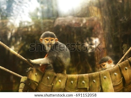 monkey in vietnamese outdoor zoo close up photo