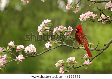 A picture of a male cardinal in a cherry blossom tree