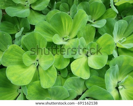 Bright green water plant background
