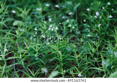 Spring green grass texture with white flowers closeup.
