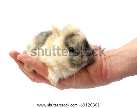 Rabbit bunny baby isolated in hand