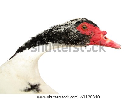 Drake black white and red male duck