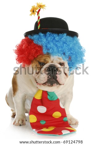 english bulldog dressed up like a clown with reflection on white background