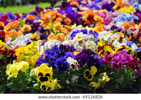 Heartsease, flower garden - close-up