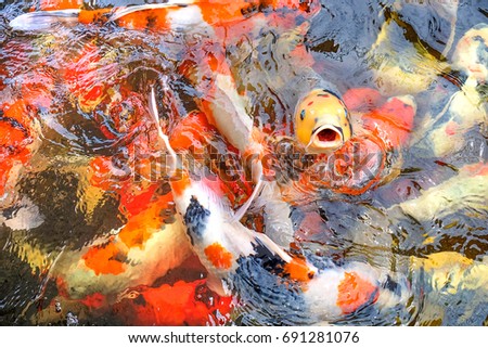 Fish, Herd of fancy carps  swim in the pond created a colorful movement picture.