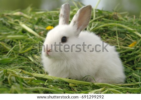 White baby rabbit on the grass.