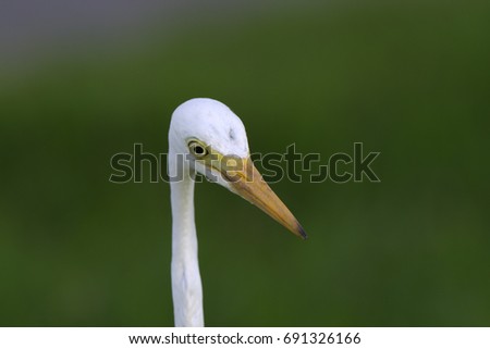 Potrait picture of Intermediate Egret