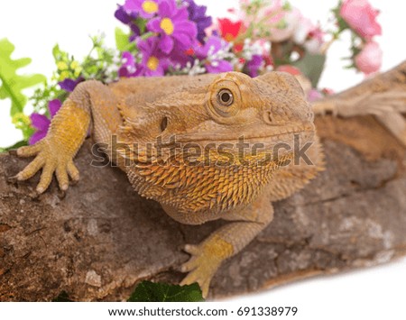 Central bearded dragon in front of white background