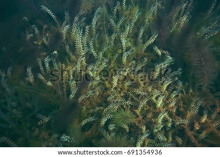 Alga underwater landscape world freshwater pond