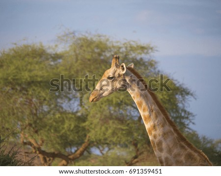 Giraffe eating leaves in a National Park in Namibia