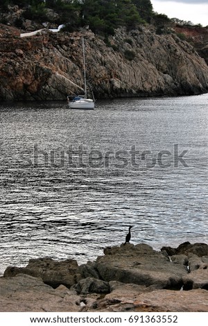 black bird sea, Views of Ibiza Balearic Islands, blue sea,Mediterranean sea, favorite destination of foreign tourists in Spain