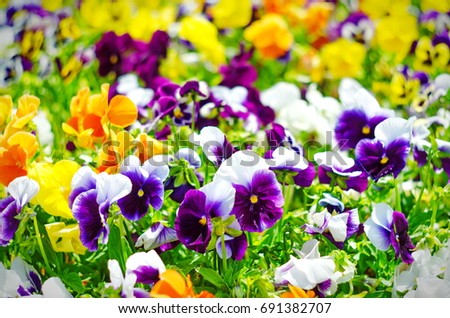 background of summer flowers, meadow of vivid pansies (violas), selective focus, shallow depth of field