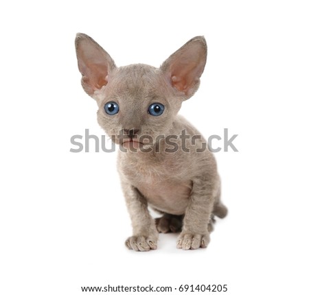 One month old Don Sphinx kitty cat isolated on white background 
