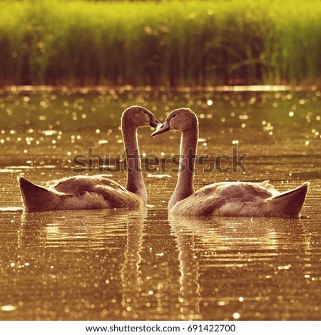 Beautiful swan cubs at the pond. Beautiful natural colored background with wild animals. 