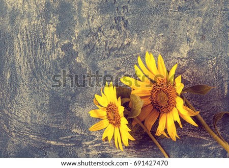 Sunflowers on blue vintage background