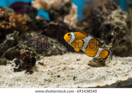 The Ocellaris Clownfish Amphiprion ocellaris is the most recognized little orange saltwater fish in the world. Selective focus