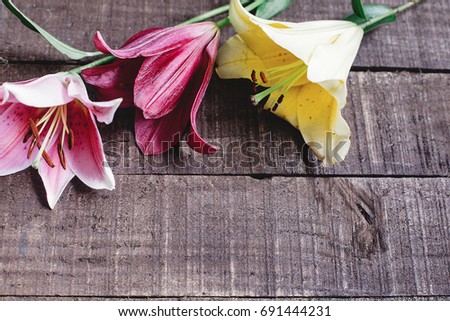 colorful lily flowers on rustic wooden background. gorgeous bloom, yellow red  pink lilies on rustic wood backdrop. space for text. greeting card. celebration concept. unusual spring image.