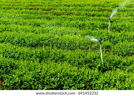 Stock of fresh green tea plantation in Bao Loc, Lam Dong, Vietnam