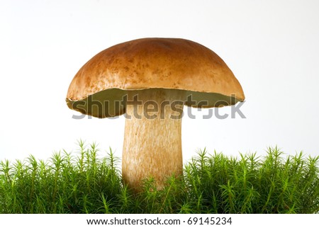 boletus growing in the down on the white background