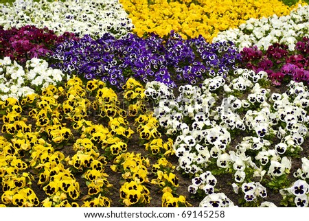 unwrapped colourful flowers pansies