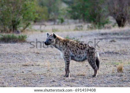 hyena on the lookout in masai mara