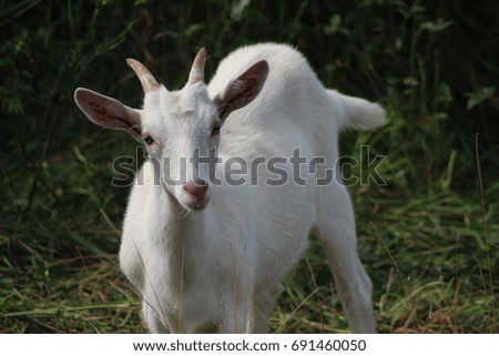 white milk goat