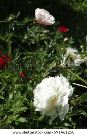 White and red peony flowers in the garden close up