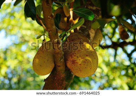 Fruits of jack fruit plant in Madagascar