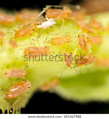 Aphids on a green leaf in nature