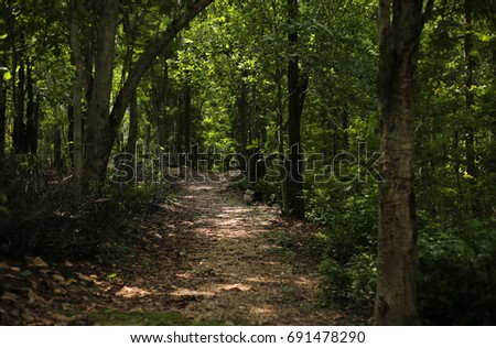 Forest picture jpeg, nature, lanscape, tree, leaf, outdoor, beautiful, jpeg format
