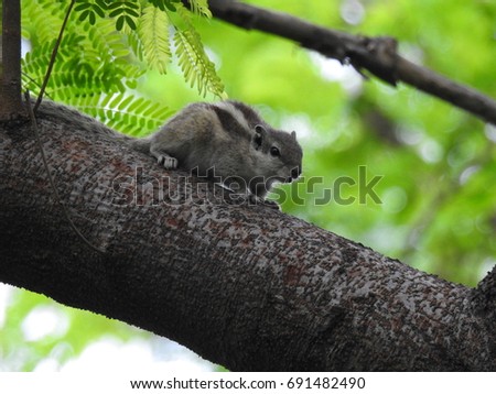  Three-striped palm squirrel, Indian palm squirrel on Tree