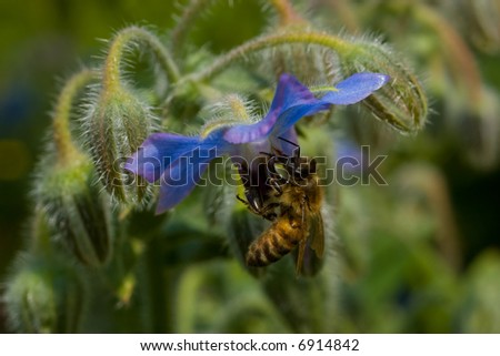 A very detailed picture of a bee on a purple flower.