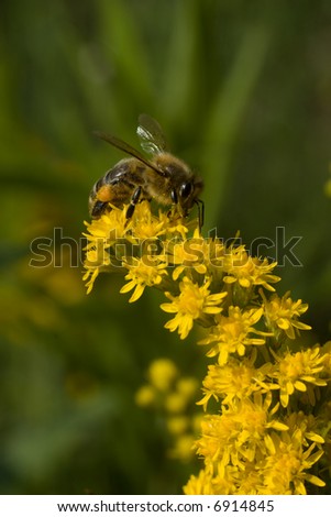 A very detailed picture of a bee on a yellow flower.