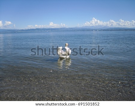 Swan on Bodensee