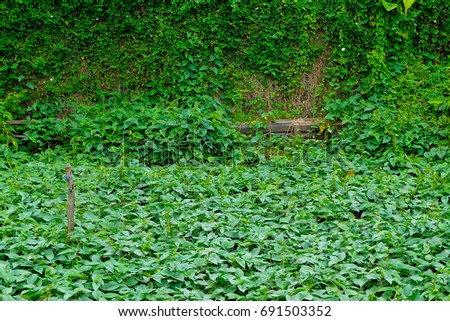 fresh green leaves and vine of Ipomoea aquatica plants on river (Morning glory or water spinach) pattern background. swamp morning,aquatic plant sometimes grown as vegetable. 