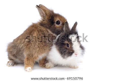 Pair of rabbits on white background