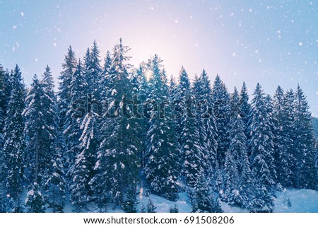 Landscape of mountains against the blue sky and white clouds. A bright winter picture. Pine forest in winter. The sun and sunlight make their way through tall trees                                   